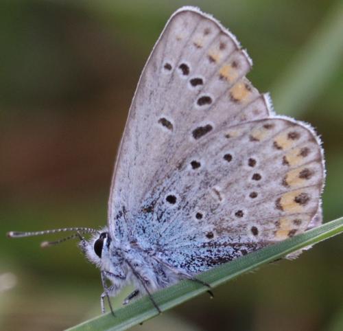 Réf. 350 341 : Plebejus argyrognomon
